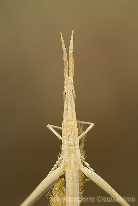 Acrida ungarica